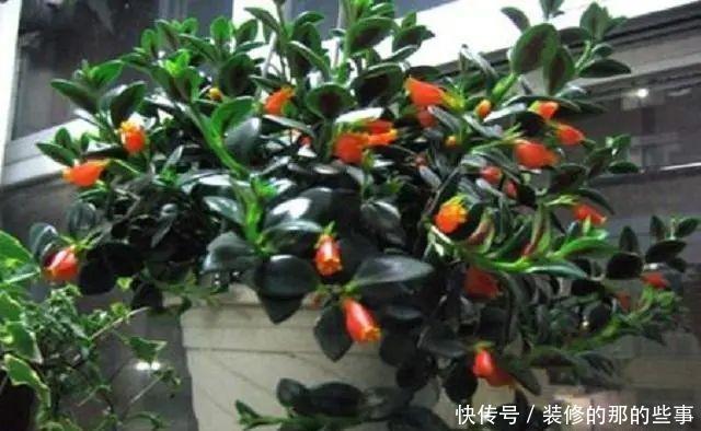 寓意|民间3种“贵气花”,外形美艳不输玫瑰,关键容易养活还有好寓意