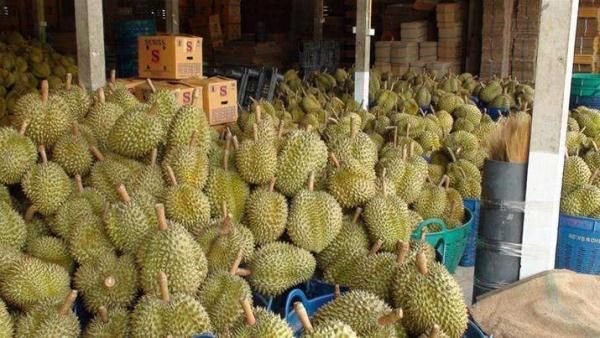 泰国榴莲滞销无人问津,各国纷纷取消订单,都怪中国游客?