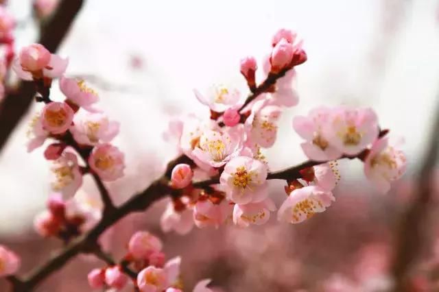 花开成海！！！再过半个月，海淀这座山将美成童话！