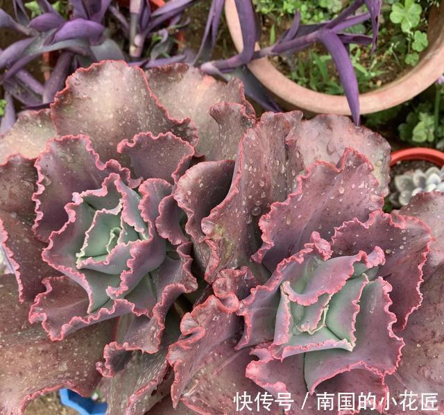  『女王』6年的女王花笠，长成“大波浪”，老桩拇指粗，成了镇宅宝贝