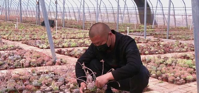  「年收入」丰县一小伙种植多浆植物，年收入达三十万！
