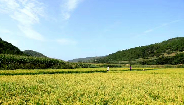 稻花香里说丰年，宜君画里撷秋实