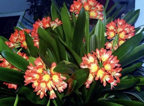  #肥料#去路边“转1圈”，捡回来“1种肥”，能养君子兰、长寿花，太值！