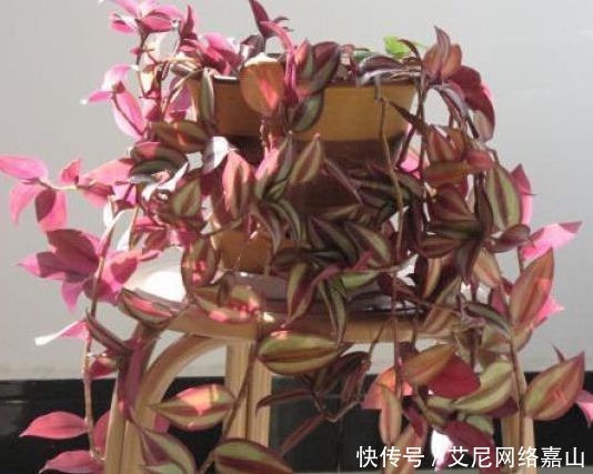 金边吊兰|只了解自家养的是吊兰?吊兰分为这六类,你家养的是哪一种?