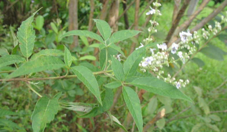  【黄荆】乡下的这棵树到处都长得快又结实，做盆景反而很有价值