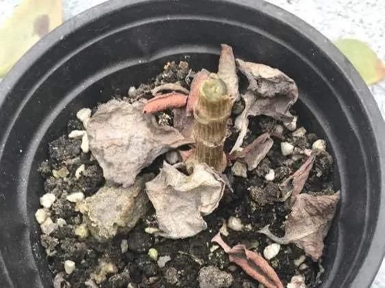  [明亮的位置]嫌花长得丑，趁现在砍头，2个月脱胎换骨！