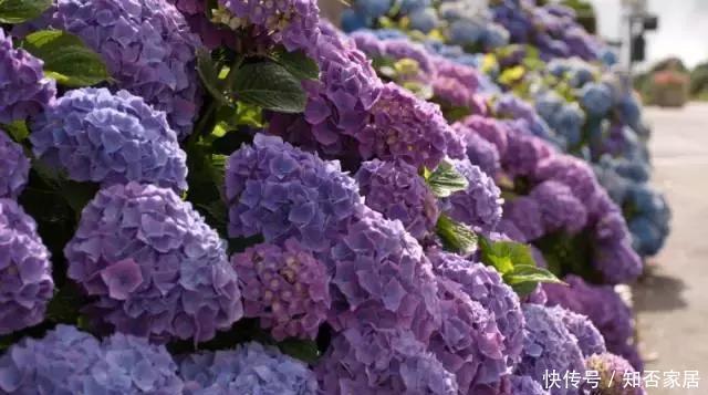 扦插|手把手教你种绣球花,日常养护、扦插方法、修剪样样有!