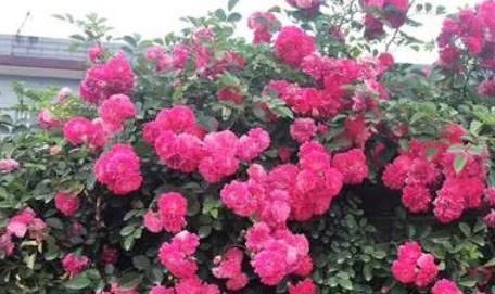  [开花]此花号称“天下第一香”,一年能开150天,少抽两包烟也要养