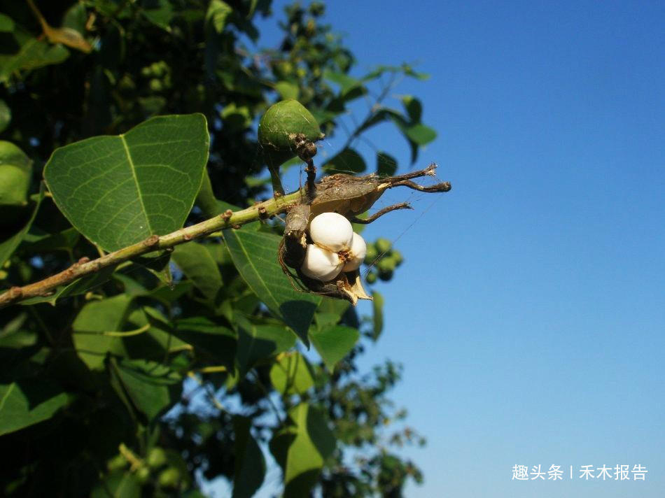  [洋辣子]农村一种怪树，碰不得吃不得，但价值却极高，如今1300