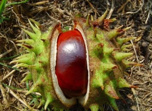 去国外旅游,看到地上掉板栗,不要捡,当地人也不敢