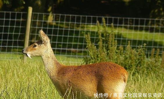  #蜘蛛#你觉得可能不存在，但世界上还真有的那些生物