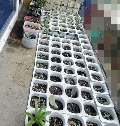  【图片作者】自从开始养花，看到垃圾堆都忍不住瞄两眼，捡到就是赚到！