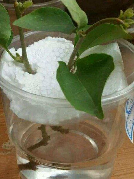  「扦插」学会这种“扦插法”，仅用三角梅的“一根枝”，养出一整盆！