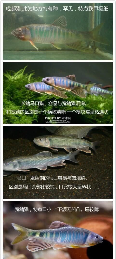  【到它们】水中精灵宽鳍鱲，钓鱼人经常把它和马口鱼傻傻分不清楚