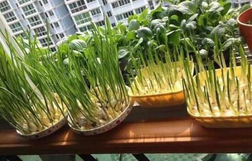  #苋菜#能“抗菌”的2种菜，现在种一盆，30就能收一茬，多吃，身体好