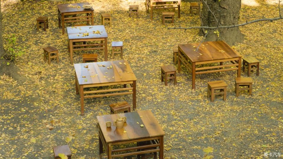 固东银杏村的黄色攻略