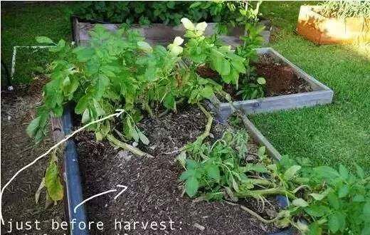  『蔬菜』常见12种蔬菜阳台种植教程，看完又能省下一笔钱啦！
