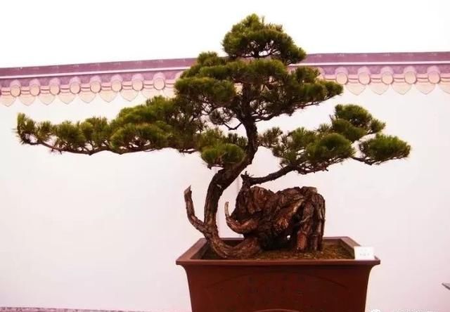 盆景大师都爱玩，山松会否成为下一个热点？