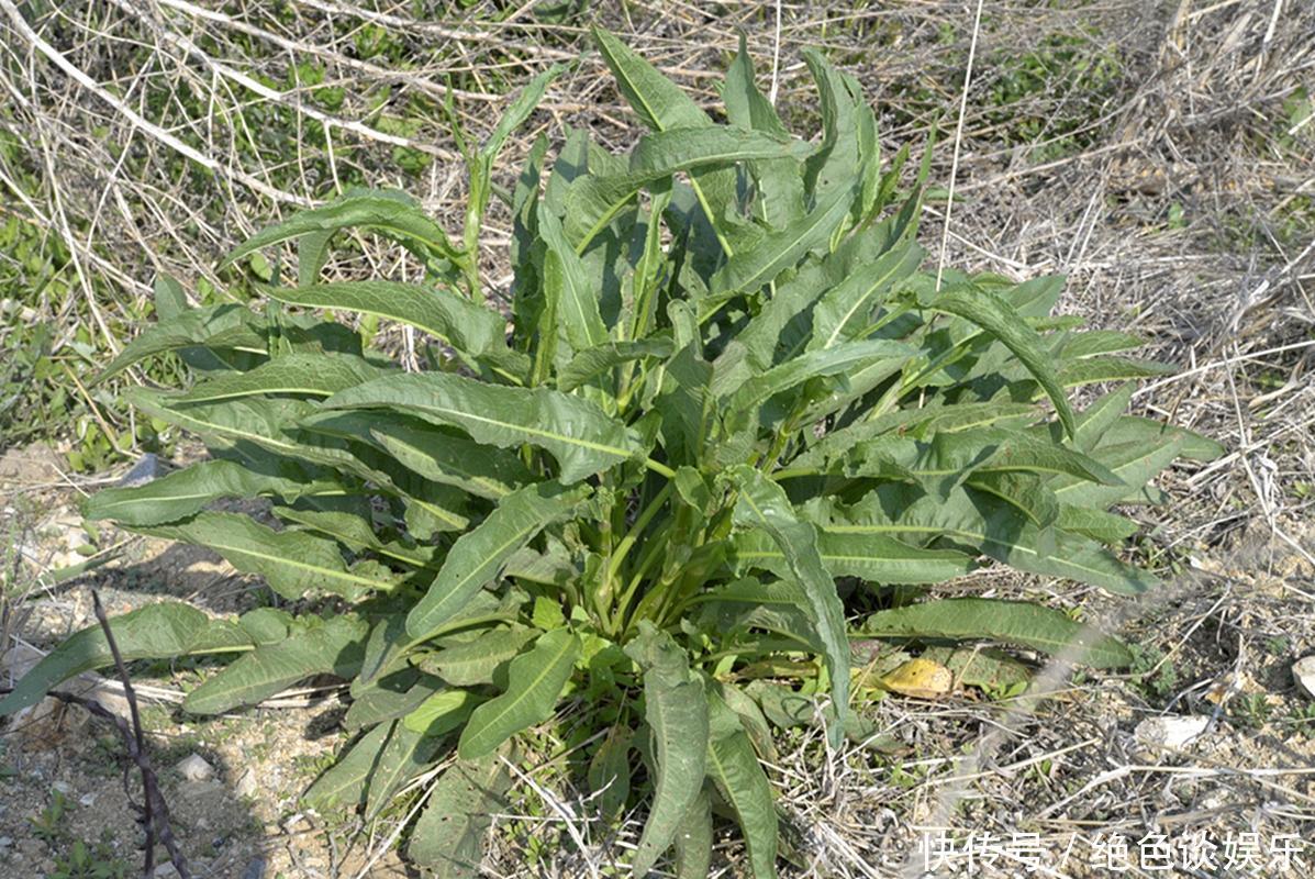 俗称野菠菜，曾是穷苦人的救命菜，殊不知根含“黄金”价值珍贵