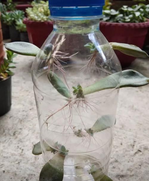  『植物的叶片』用塑料瓶来水培多肉植物叶片，快速促进生根，长芽后就可转土培