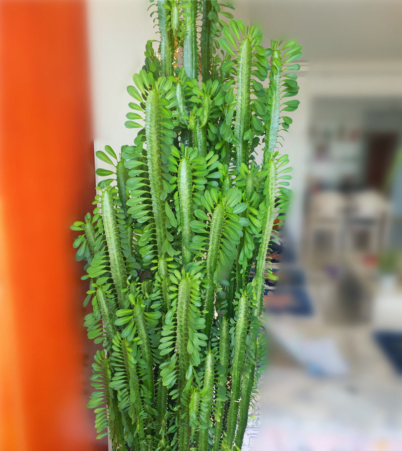  保证■养护龙骨只要做到这4点，保证枝叶翠绿茂盛，怎么养都不会黄叶
