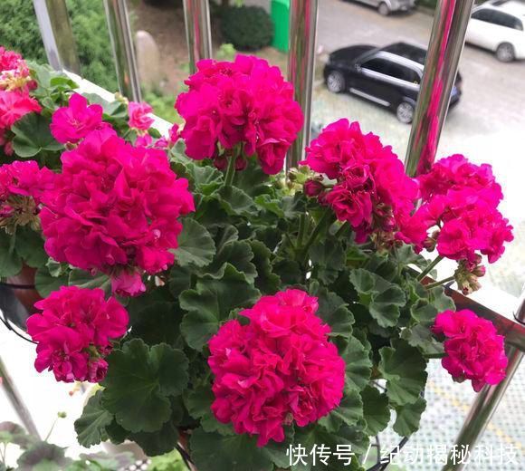  光照：花中仙子天竺葵，花友养了一阳台，开花美爆了，赶紧养几盆
