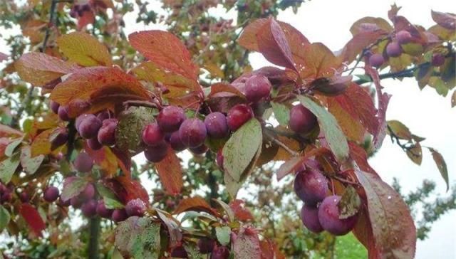  「南方」它原产新疆，如今多省大量种植，南方当绿化树，北方却