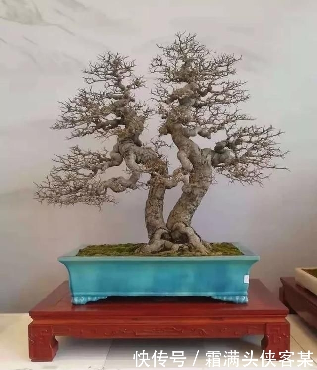  [栽种盆景]玩盆景，已成为当下追求高品质生活的一股潮流