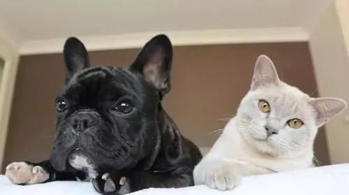  【猫和狗】这些有关于猫狗的冷知识你都知道吗？
