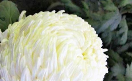  『美轮美奂』喜欢菊花，就养盆“珍稀名菊”祥云缀宇，色艳鲜丽美轮美奂
