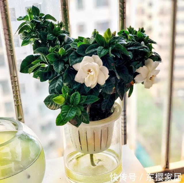 #试试#养不好的花,试试无土水培,几天长出大白根,还能开花呢!