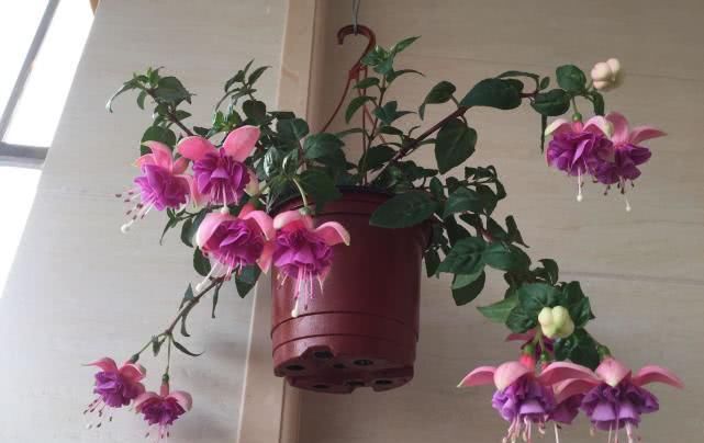  「养花」盆栽养花就选它，花似“红灯”笼颜值高，全年开花养护又简单！