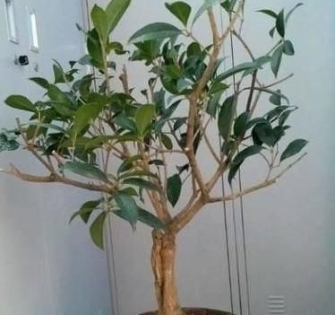  『三角梅』养盆三角梅，先养“壮汉身”，再开花就爆盆