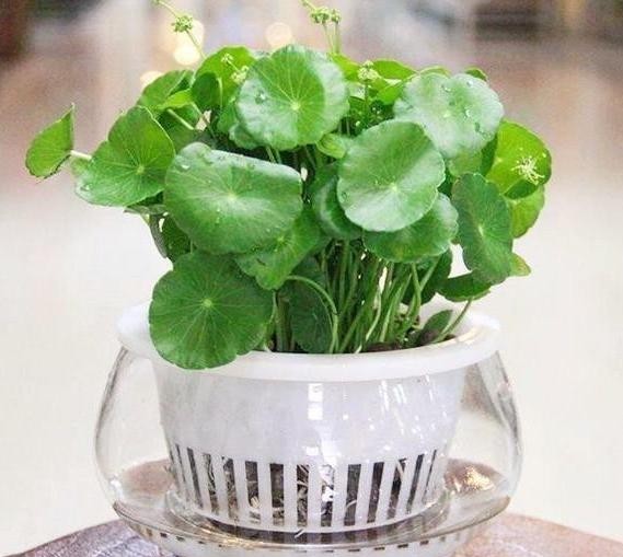 『对症下药』水培植物黄叶、烂根该怎么办?对症下药,再懒也能轻松搞定