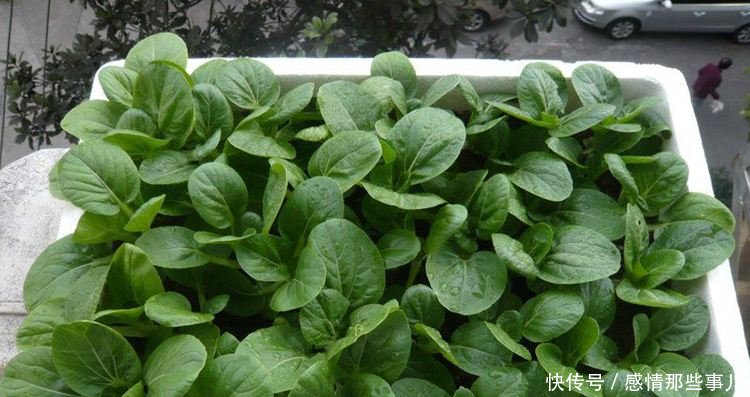 『蔬菜』这四种盆栽蔬菜太好种了, 不用怎么管都能爆盆, 想吃直接摘