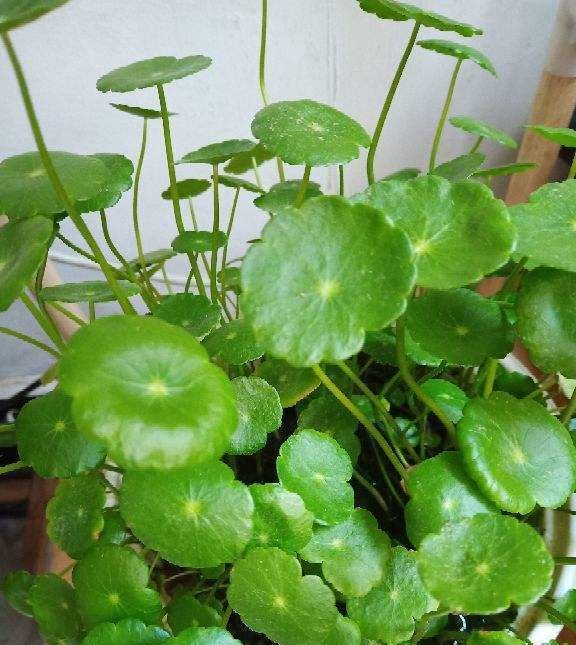  新芽■铜钱草终于发新芽，可是叶子却超小，学会施肥修剪就变拳头大！