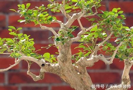  『盆栽』家居养护桑树盆栽，学会这几个小技巧，桑梓爆满盆不用再去买