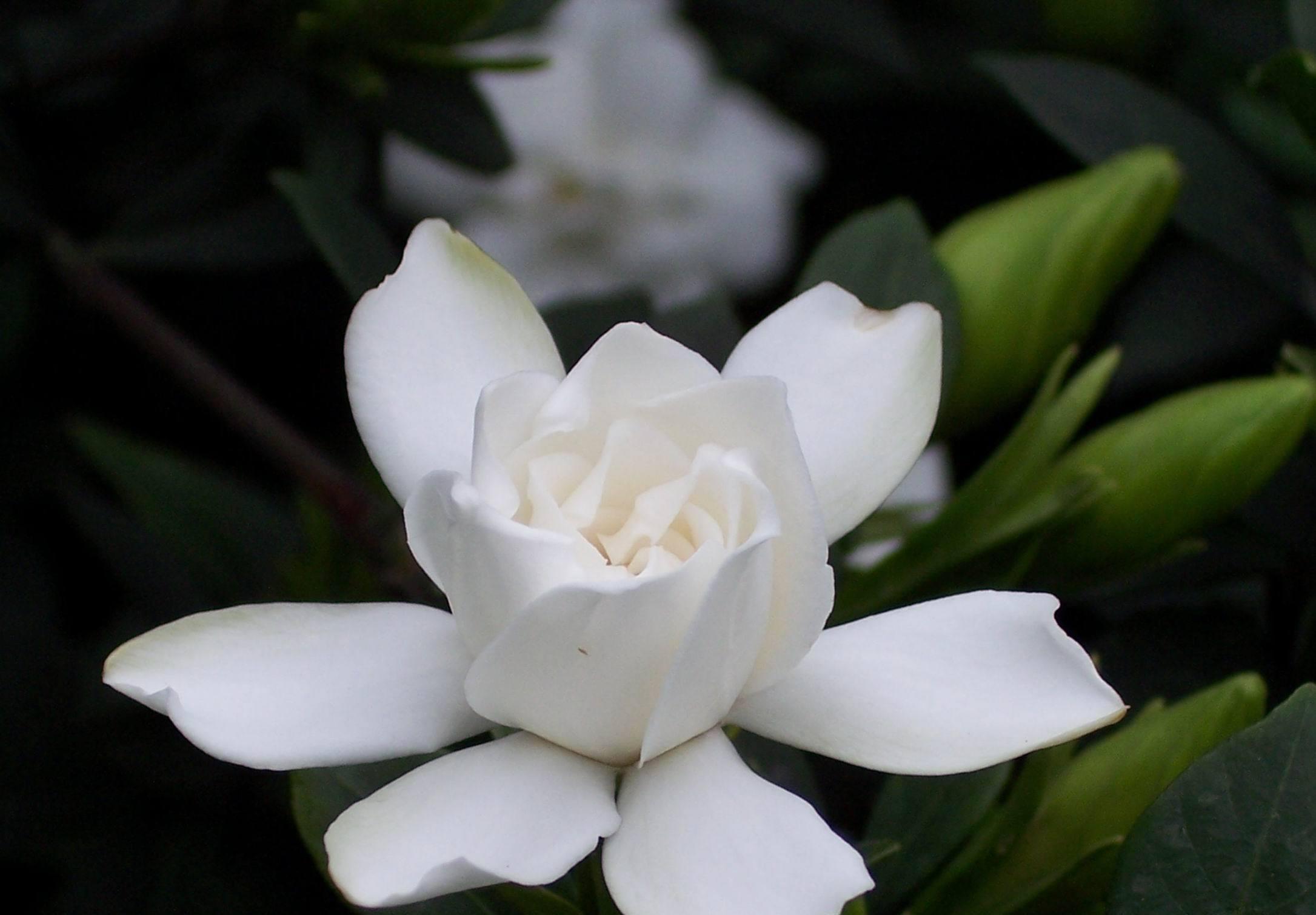  『栀子花』新买的带花苞的栀子花用点“它”，五月就可以花开爆盆