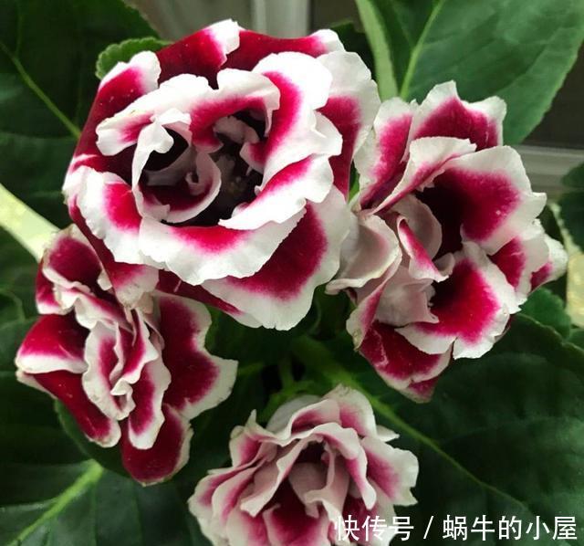 『妖娆』喜欢在家中养护花卉,就养花期长,花朵大,花色艳丽的花卉,妖娆