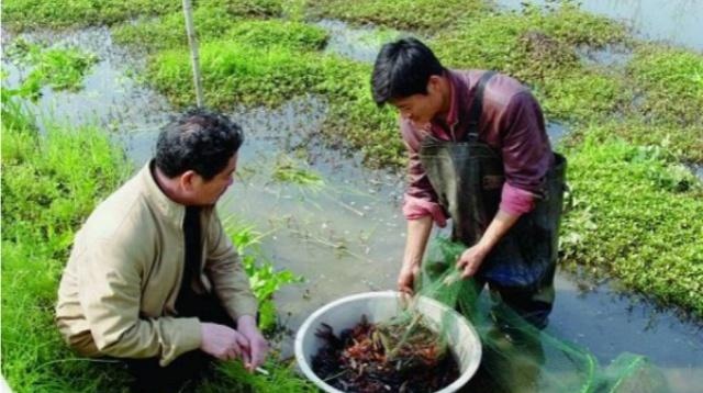 农村创业不是梦，有人靠这个“小项目”年赚40万，来看看吧！