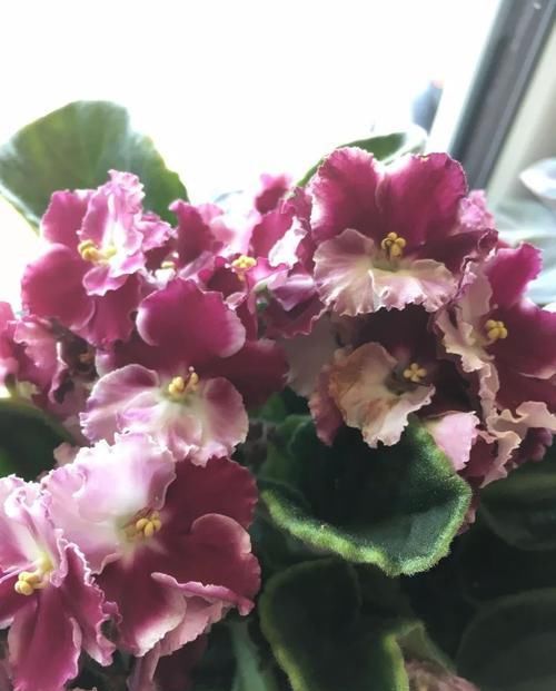  非洲：养了几盆非洲紫罗兰后，在窗台上接连不断开花，四季都有花朵看