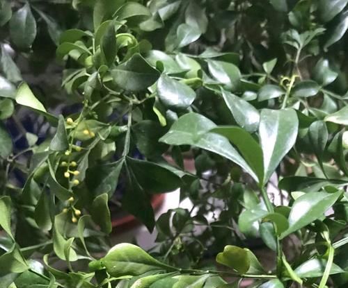  不难■弄懂米兰花叶片后卷的5个原因，养米兰花开花爆盆不难