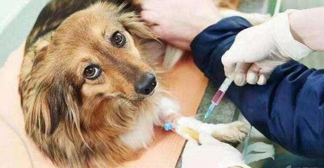 关于狗狗的一些谣言！这些谣言都是错的，辟谣！