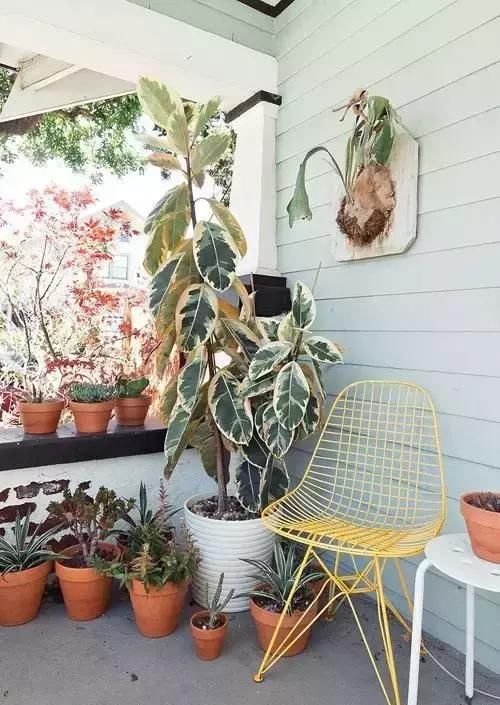  【自带】自带镇宅安家的30种大植物，满满都是安全感