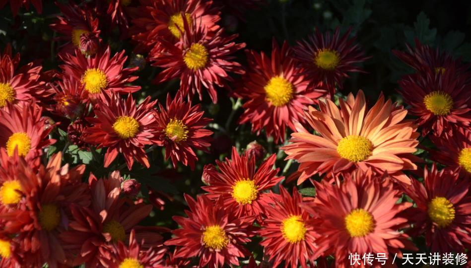 「喜欢」喜欢养护花卉，就选择开花量繁多，长势茂盛，花色绚丽的5种花卉