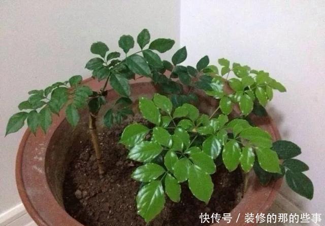  『花钱买』养花技巧：最难养的3种花，扦插100%活，下次别再花钱买啦