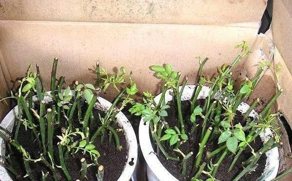 「营养」想要扦插的花卉,成活率高,就要多喂它生根粉末,简单易得营养足