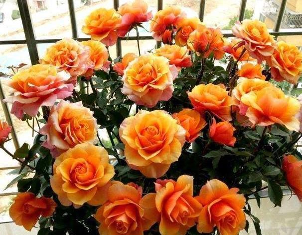 漂亮@想让月季花期提前?3月打好“5个基础”,开花提前一个月,超漂亮