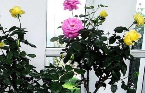 『植物』将3种植物,养在家中最划得来,一年四季都能开花,还能净化空气