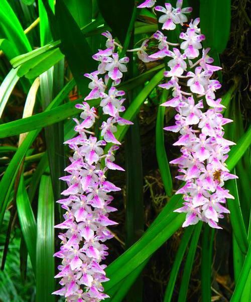 「艳丽」指甲兰花开艳丽,花朵成序状,艳丽大气使人喜欢